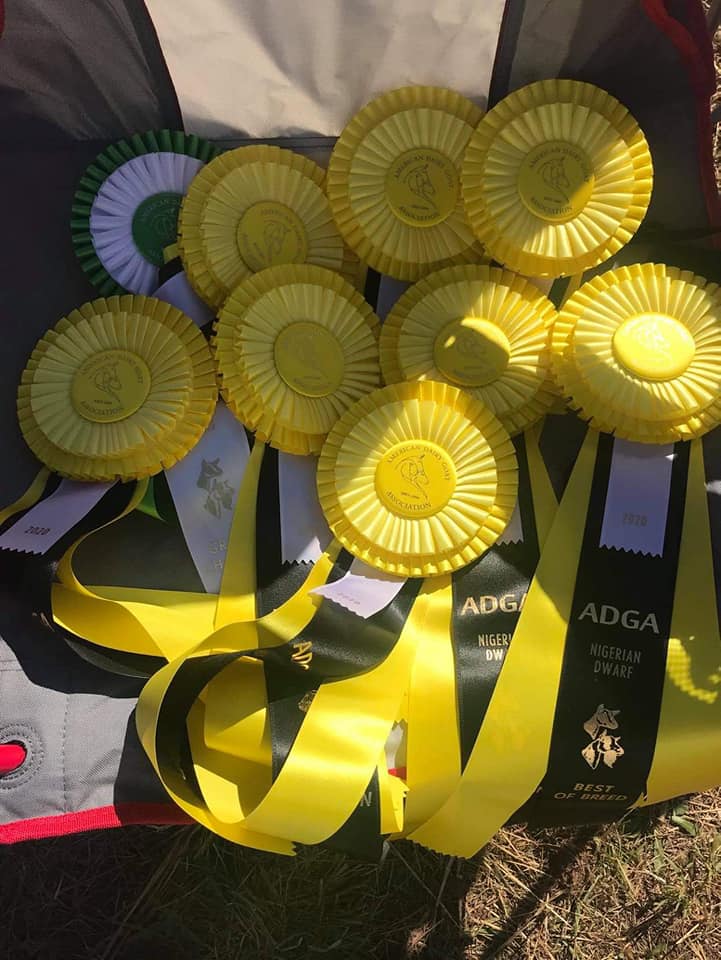 Goat Ribbons Bucktopia - Show Goats and Products